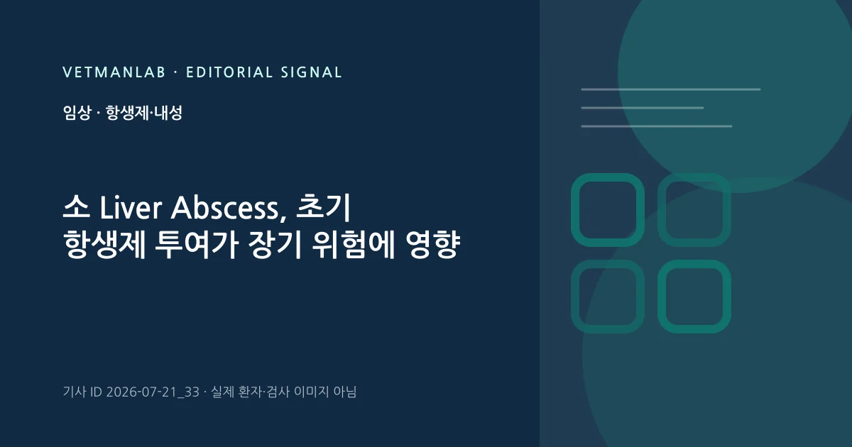 VetManLab 편집용 정보 카드: 소 Liver Abscess, 초기 항생제 투여가 장기 위험에 영향. 실제 환자나 검사 사진이 아닌 기사 주제 안내 그래픽입니다.