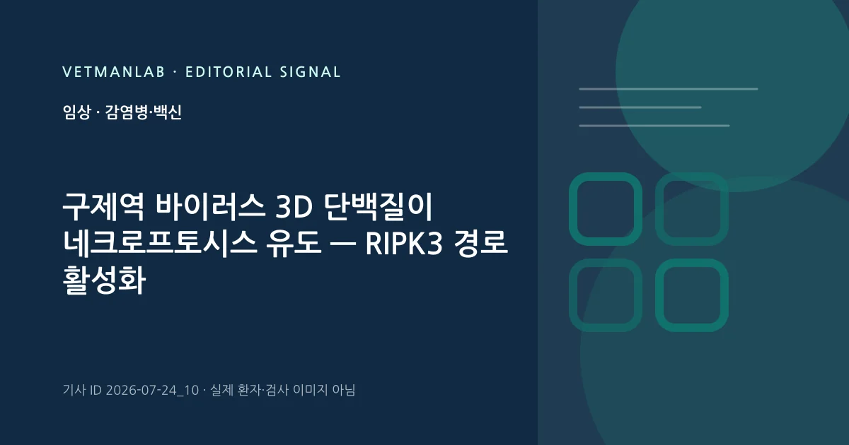 VetManLab 편집용 정보 카드: 구제역 바이러스 3D 단백질이 네크로프토시스 유도 — RIPK3 경로 활성화 확인. 실제 환자나 검사 사진이 아닌 기사 주제 안내 그래픽입니다.