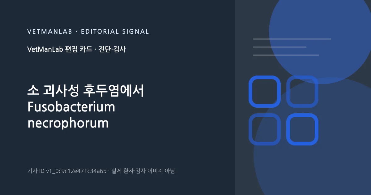 VetManLab 편집용 정보 카드: 소 괴사성 후두염에서 Fusobacterium necrophorum 동정. 실제 환자나 검사 사진이 아닌 기사 주제 안내 그래픽입니다.