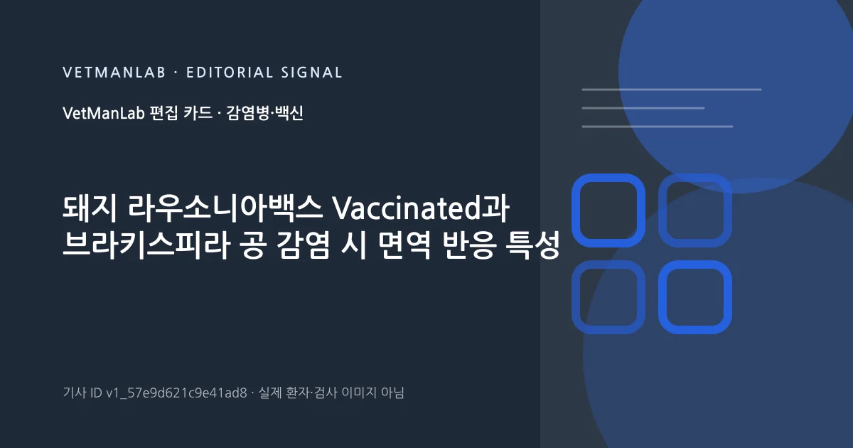 VetManLab 편집용 정보 카드: 돼지 라우소니아백스 Vaccinated과 브라키스피라 공 감염 시 면역 반응 특성. 실제 환자나 검사 사진이 아닌 기사 주제 안내 그래픽입니다.
