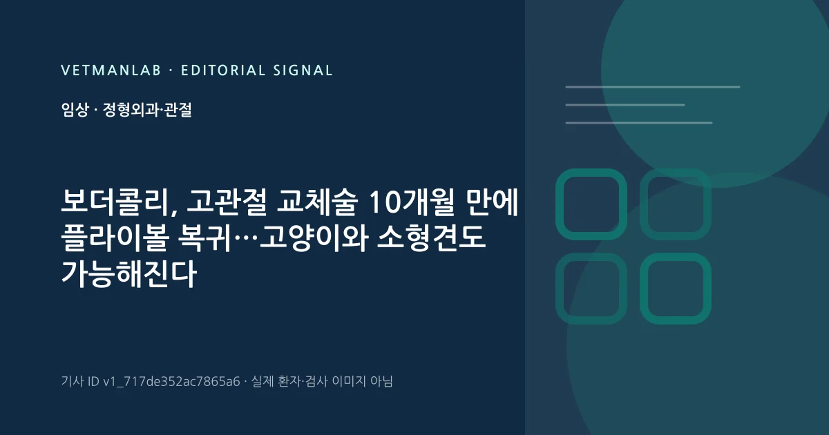 VetManLab 편집용 정보 카드: 보더콜리, 고관절 교체술 10개월 만에 플라이볼 복귀…고양이와 소형견도 가능해진다. 실제 환자나 검사 사진이 아닌 기사 주제 안내 그래픽입니다.